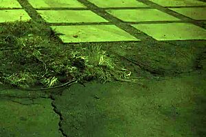 Amateur teen bound in rough bondage sex.