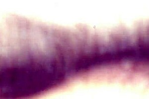 Top 100 hottest homemade videos 2013