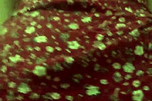 wow bajo falda de mi vecina y terminamos cogiendo duro