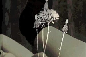 dark lantern entertainment presents two centuries of vintage porn