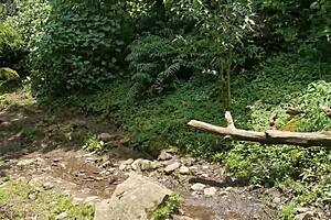 latina flashing big ass in forest