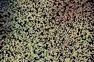 busty blonde girlfriend amateur compilation