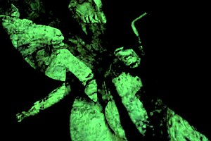 Dragonfly scene 1 part 1