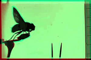 Dragonfly scene 1 part 1