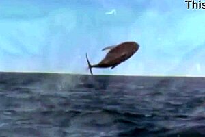 Dark Lantern Presents The Dragonfly