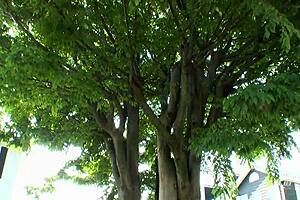 Asian japanese race queen tempting with legs and creampie