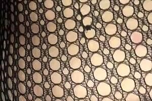 dizzy thadon licks blowjob hard