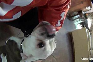 Capri Cavanni's big tits bounced in hardcore fucking.