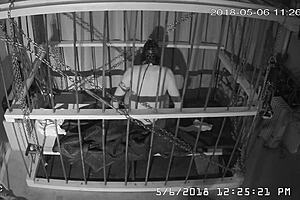 Man, this cagecam feed is raw and unedited straight from the cage! 😲