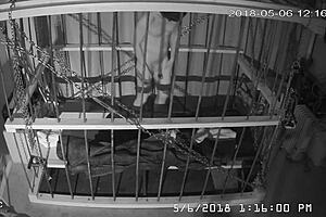 Man, this cagecam feed is raw and unedited straight from the cage! 😲