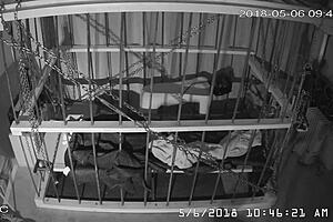 Man, this cagecam feed is raw and unedited straight from the cage! 😲