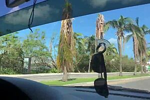 gina gerson seeks naughty fuck in mexico