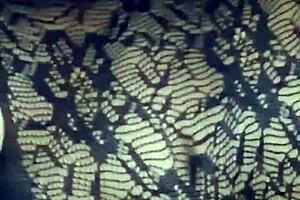 Pussy jacking off only in POV close up with creampie