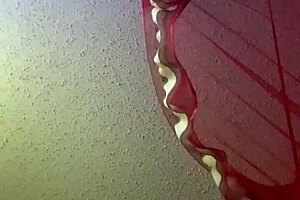 jared surrat and mz juicy getting it on