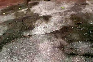 i can’t stop thinking about that gay brasileiro jerking off in the woods.