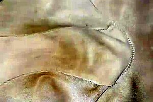 neighbor's dirty panties story