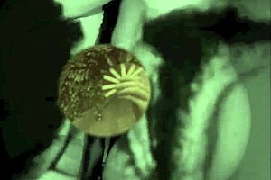 Vintage glimpse presents 19th century english gentleman's secret diaries