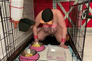 fuckpig caged drinking piss eating from bowls 🐷💩