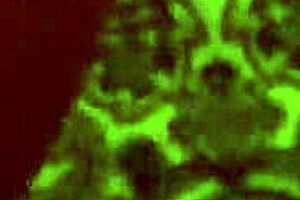 She gets fucked doggystyle on all fours, her favorite position