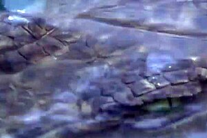 croc girl in sexy bikini poses intriguingly