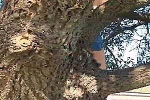 Meando desde un arbol en la Gral Paz, quite a funny sight