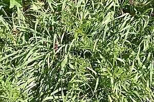 Gretala Excited and Cumming in Meadow and Cave!