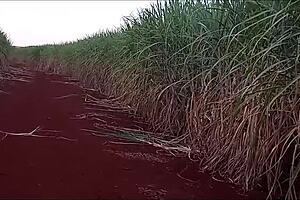 Com O Cuzinho Piscanu Dei Para Meu Professor Pal Grande