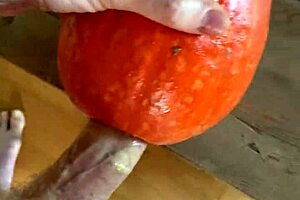 This guy went wild sticking it into a pumpkin for kicks.