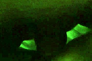 Latina Pussy Fuck Close-Up Intrigue