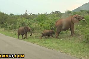 africangf romantic happy holiday dick sucking pov gonzo interracial black teen 18+ girlfriend