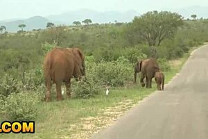 africangf romantic happy holiday dick sucking pov gonzo interracial black teen 18+ girlfriend