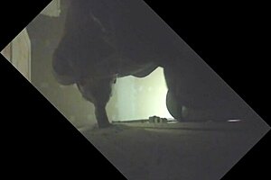 Stallion with full balls gets sucked off in glory hole