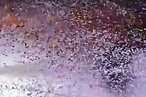 Sexy Latina shows off her big ass in effects show 😍