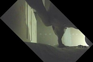 Stallion with full balls gets sucked off in glory hole