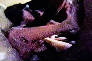 Gang bang with black cocks and whore