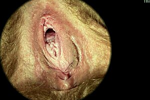 Close-up of a hairy vagina during high-definition sex