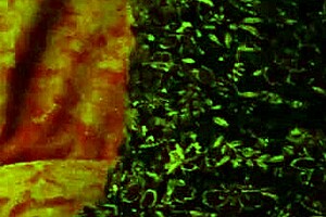 Milf's Ass Fucked Doggystyle