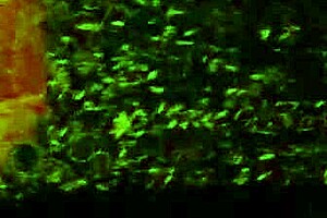 Milf's Ass Fucked Doggystyle