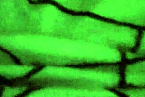 Natural Tits Verification Video