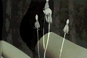 dark lantern vintage taboo family fantasy