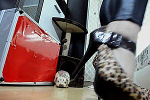 Financial Domination Homewrecker!