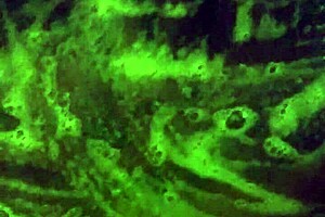 Mzkiwi Tries Anal For The 1st Time