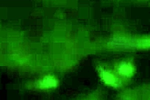 Latina Couple Sucking Monster Cock in Blowjob!