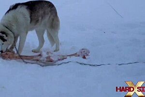 Hollywood Bill Gets Licked, Doggy-Fucked, and Rimmed by Tessy Wild with Monster Cock.