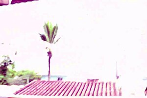 Brazilian Milf Sucking Cock!