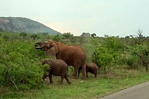 Africangf - natural black beauty bangs her man in a campervan