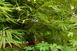 African American girl gets fucked by a stranger outdoors