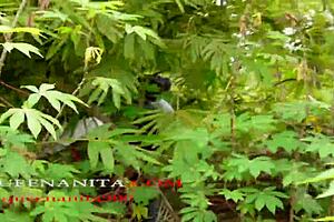 Fuck by hunter, fucked hard in the bush by stranger