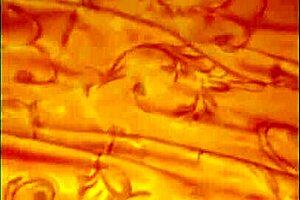 How nice they fuck my ass!