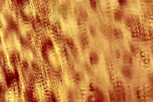 big boy pleasing you hard